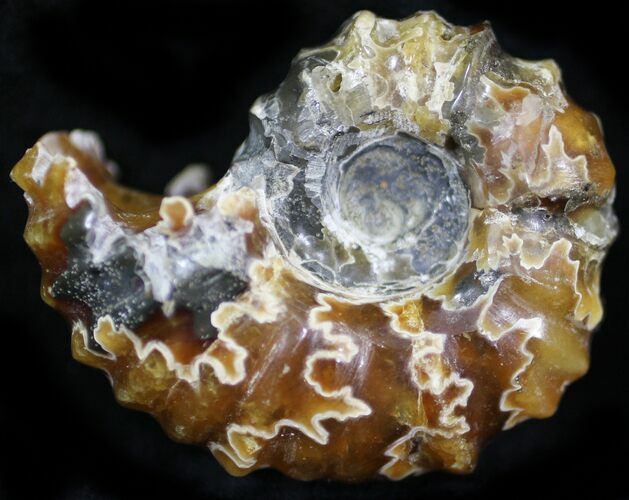 Polished, Agatized Douvilleiceras Ammonite - #29294